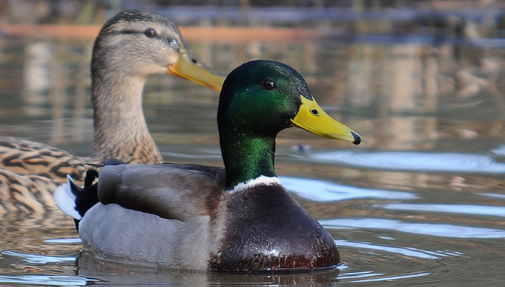 Les oiseaux d’eau hivernants